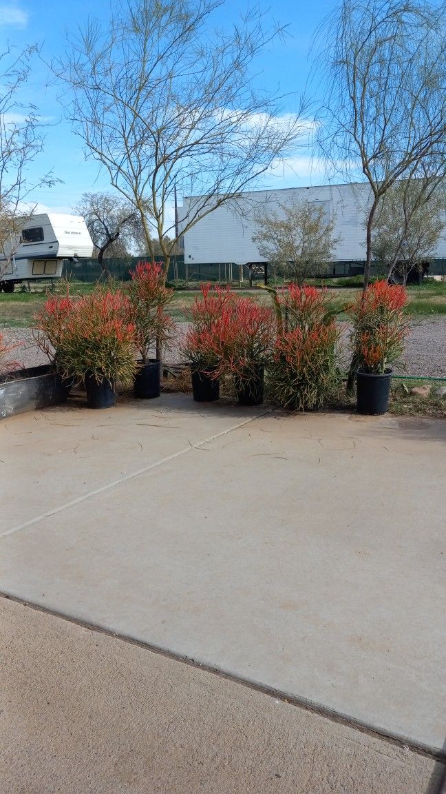 Firestick Plants