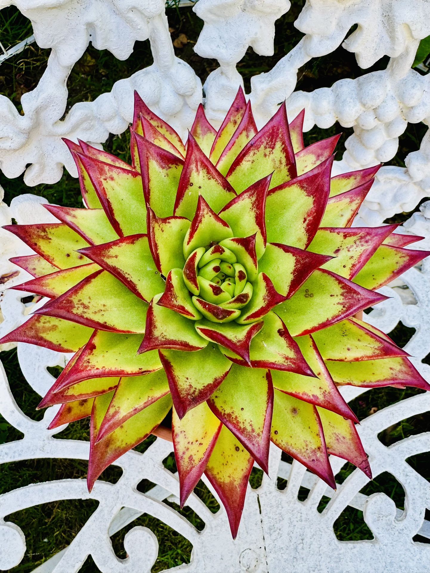 ECHEVERIA LIPSTICK SUCCULENT PLANT - 10 Inches In Diameter In Terra-cotta Pot