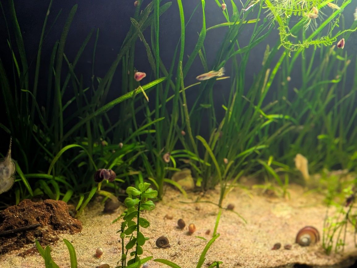 30 Gallon Planted Aquarium Tank