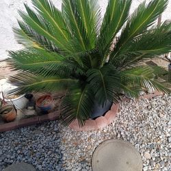Segal Palm 