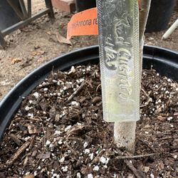 Red Custard Apple in 5 gallon #RCA01 $75 BLACK FRIDAY DISCOUNT