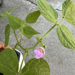 Healthy Plants DAHLIA, MARIGOLD, GREEN BEANS. About To Flower