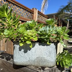 Succulents In A Silver Metal Pot