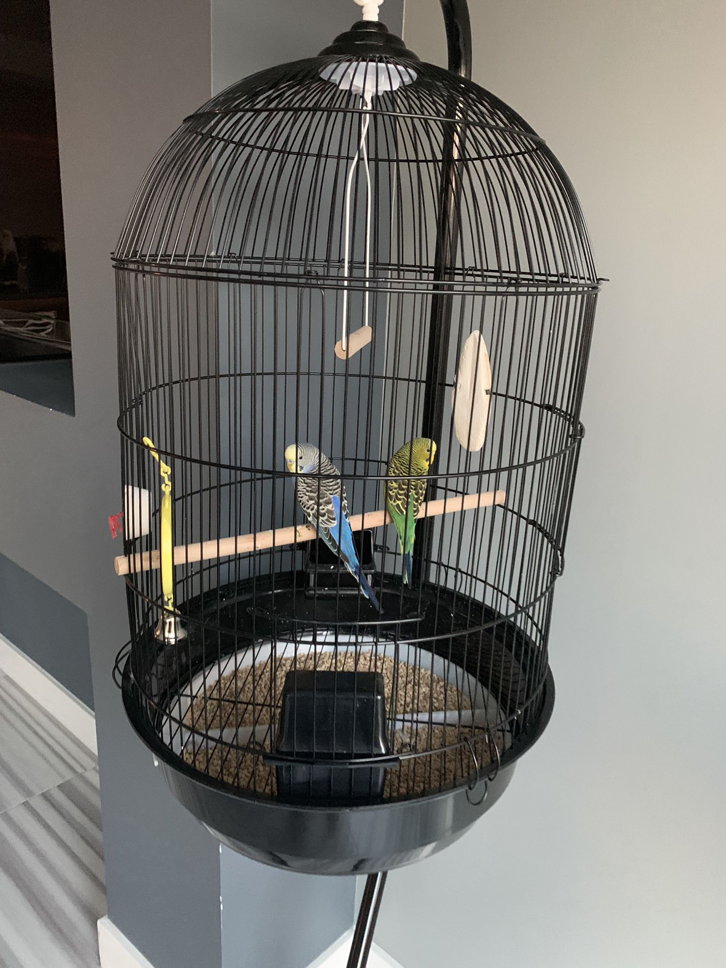 Hanging Bird Cage (birds not included)
