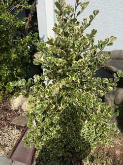 Bush plant