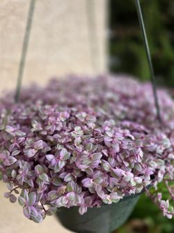 🌷 Pink Lady / Pink Panther /Callisia Repens🌷🩷