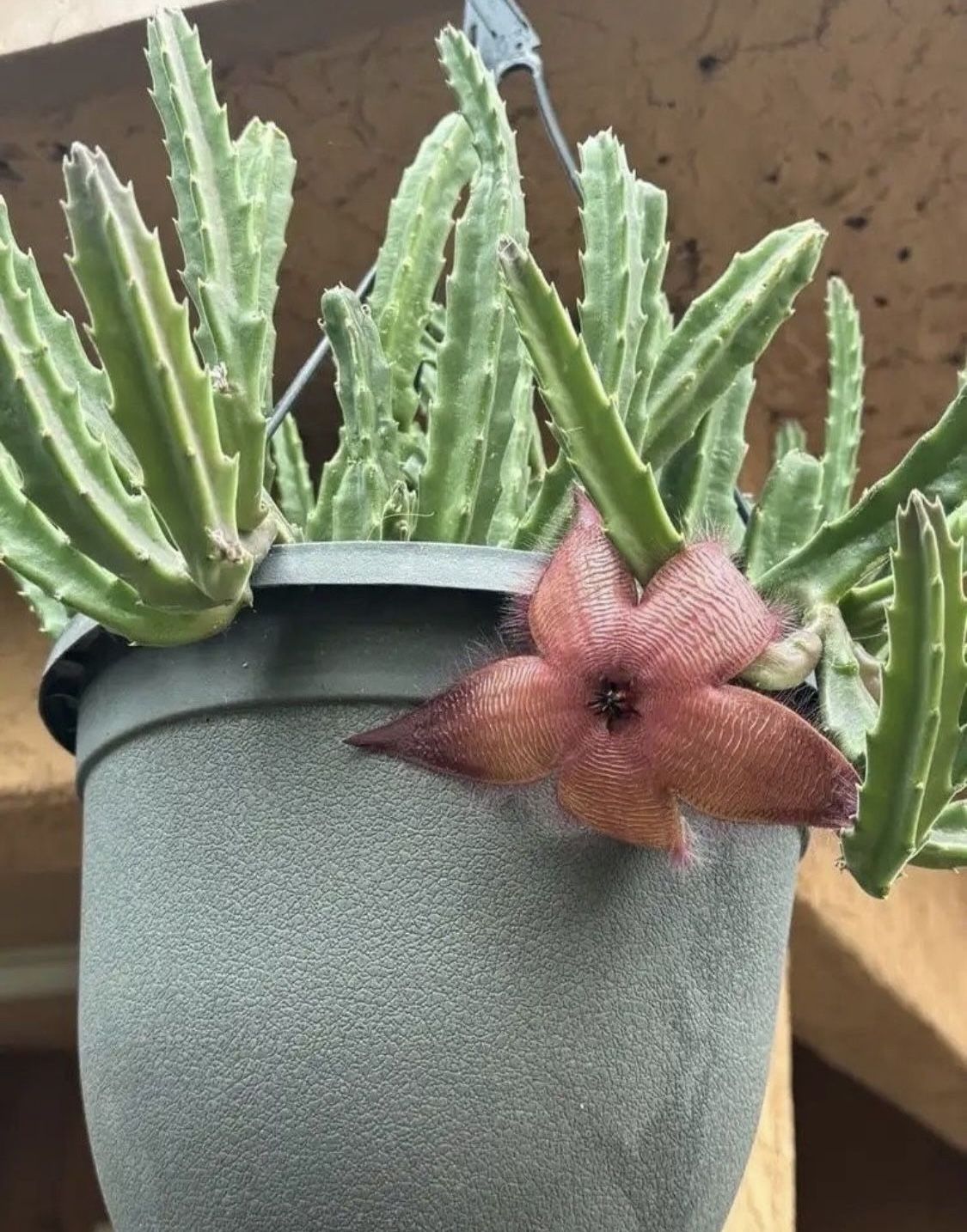 Stapelia Gigantea