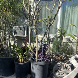 Red Fig Plant For Sale