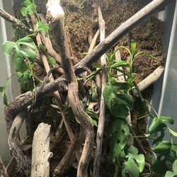 36x24x18 custom bioactive terrarium with live springtails and isopods 500 obo