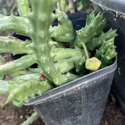 Plant Star  Estapelia 