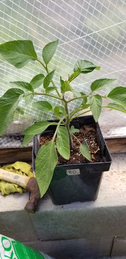 100% organic Russian monster pink tomato plants