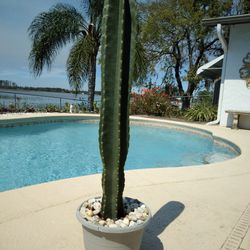 35" Tall Peruvian Apple Cactus Cutting $40 -Ship $16 -white Flowers Red Edible Fruit 