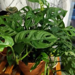 Swiss Cheese Plant Cuttings