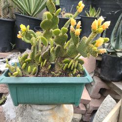 BEAUTIFUL CACTUS 🌵 PLANTS $25.