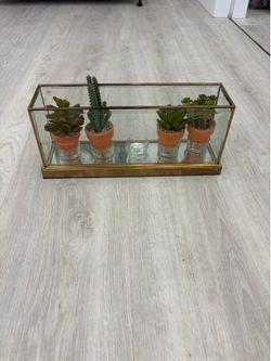 Glass plant display case