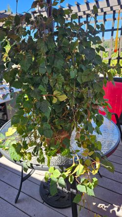 Large Grape Ivy houseplant