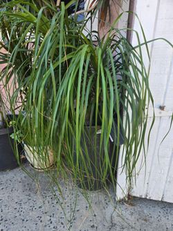Ponytail in nice ceramic big pot