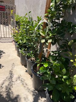 Limones varios