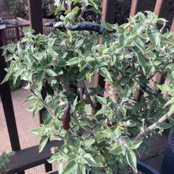 Black Cobra Pepper