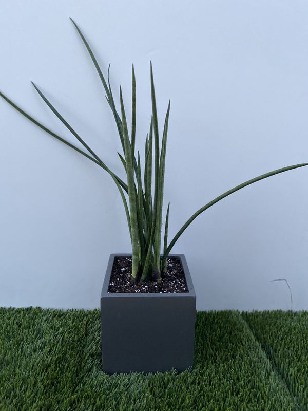 Sansevieria canaliculata ( snake plant ) for Sale in Vista, CA - OfferUp