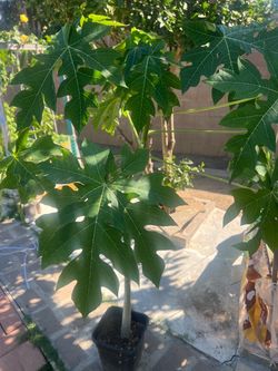 Hawaii papaya