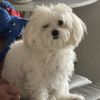 Carlos