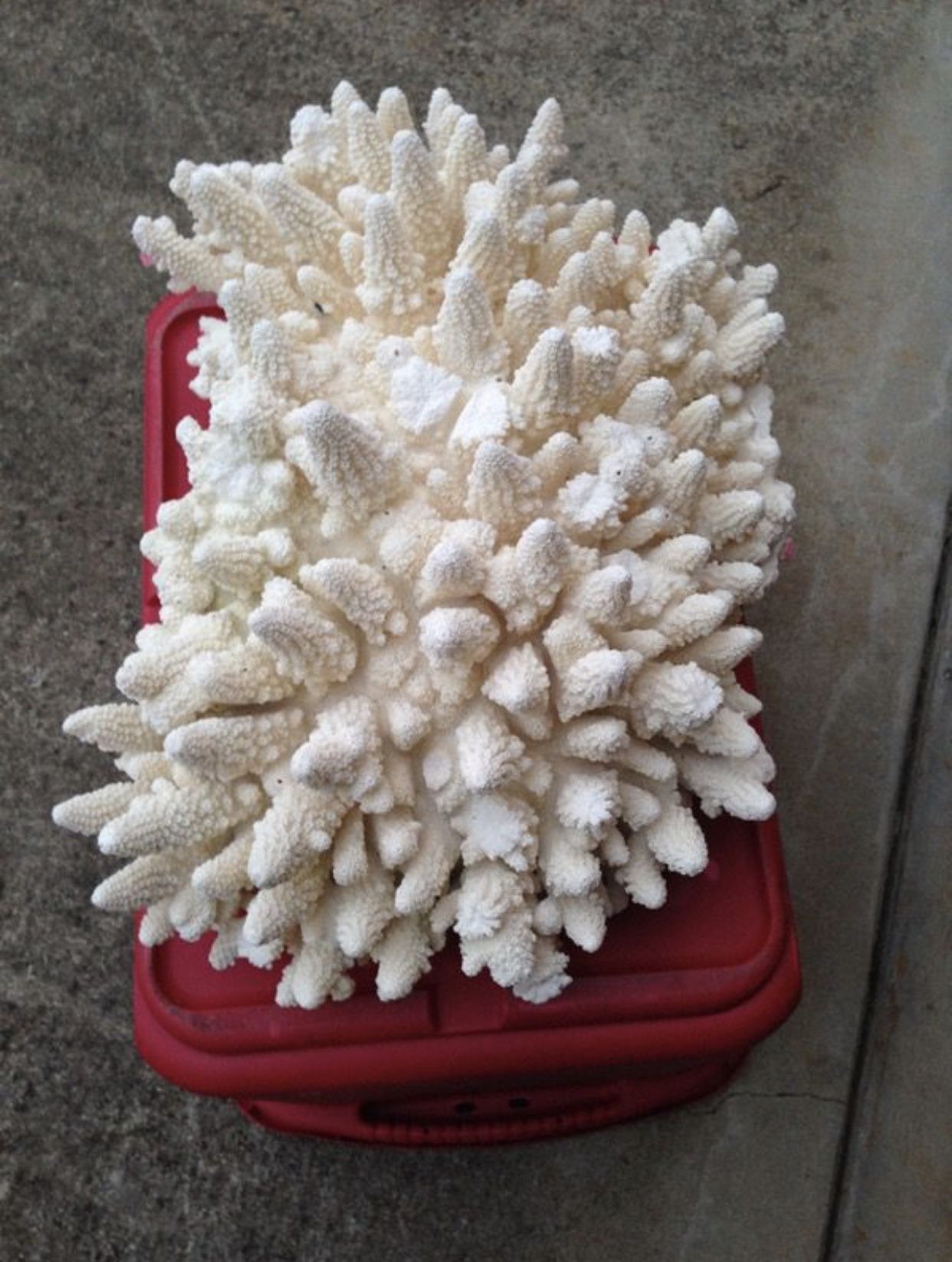Real Dry Table Coral for your Aquarium