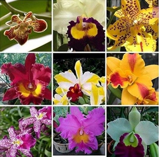 LIVE Cattleya Orchid (Mystery Hybrid)