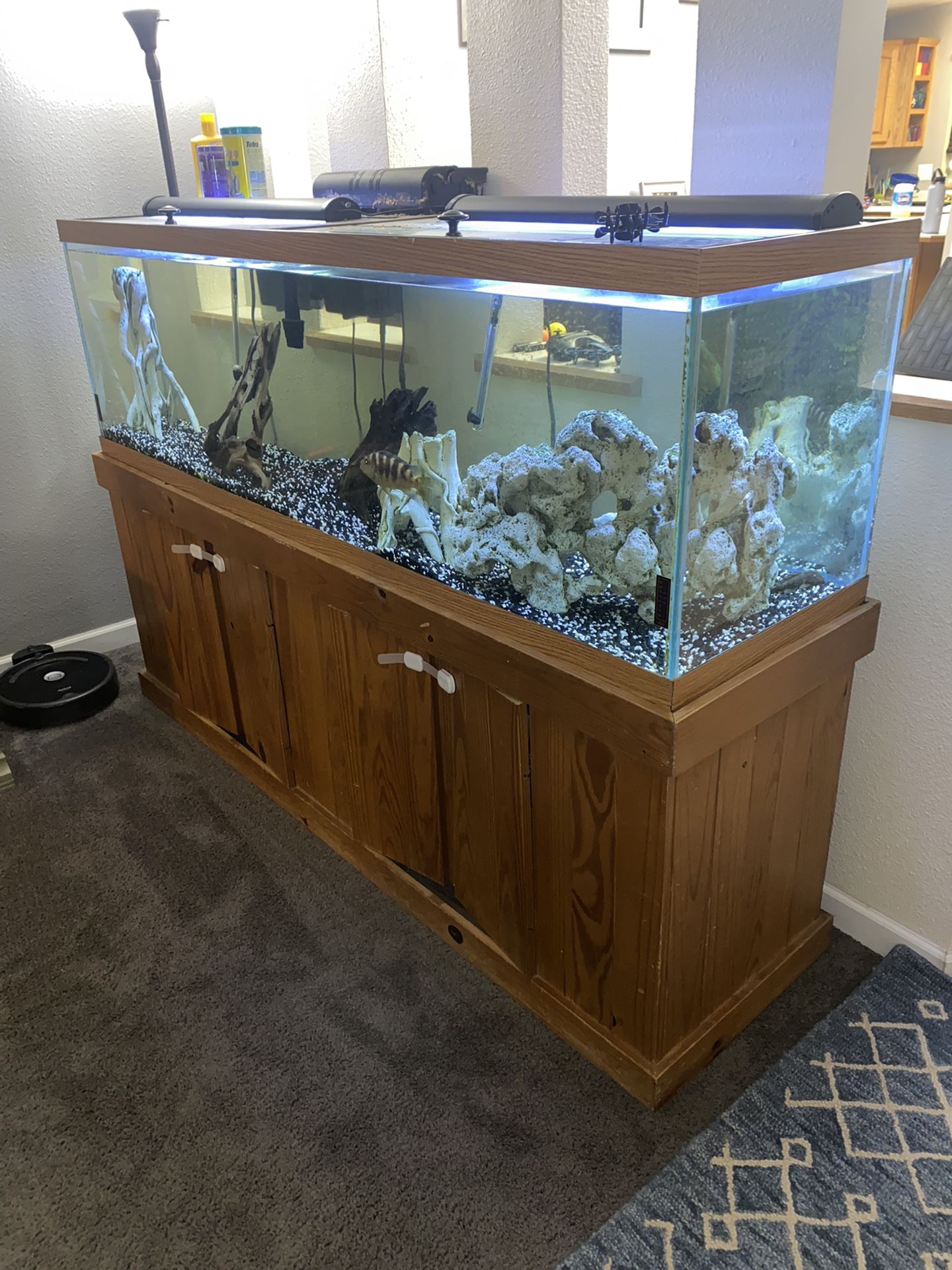 Fish Tank 