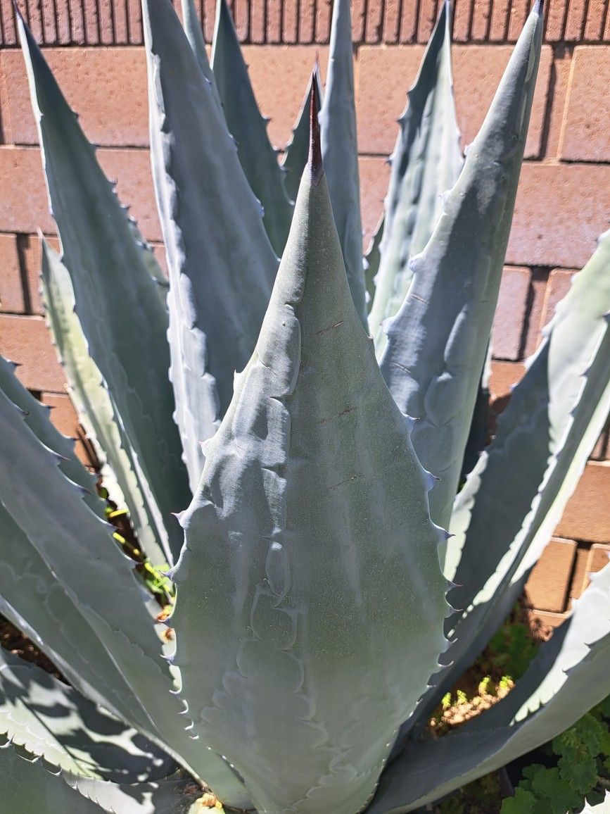 Pencas De Maguey Azul , Para La Barbacoa )