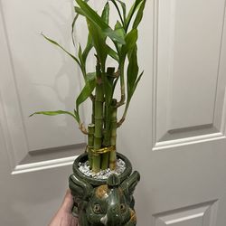 Lucky Bamboo In A Beautiful Ceramic Pot