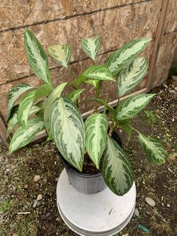 Indoor Plant