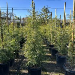 Podocarpus Privacy Hedge