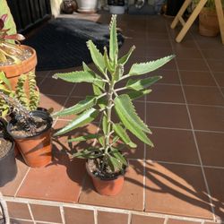 Tall Kalanchoe Plant