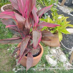 Cordyline