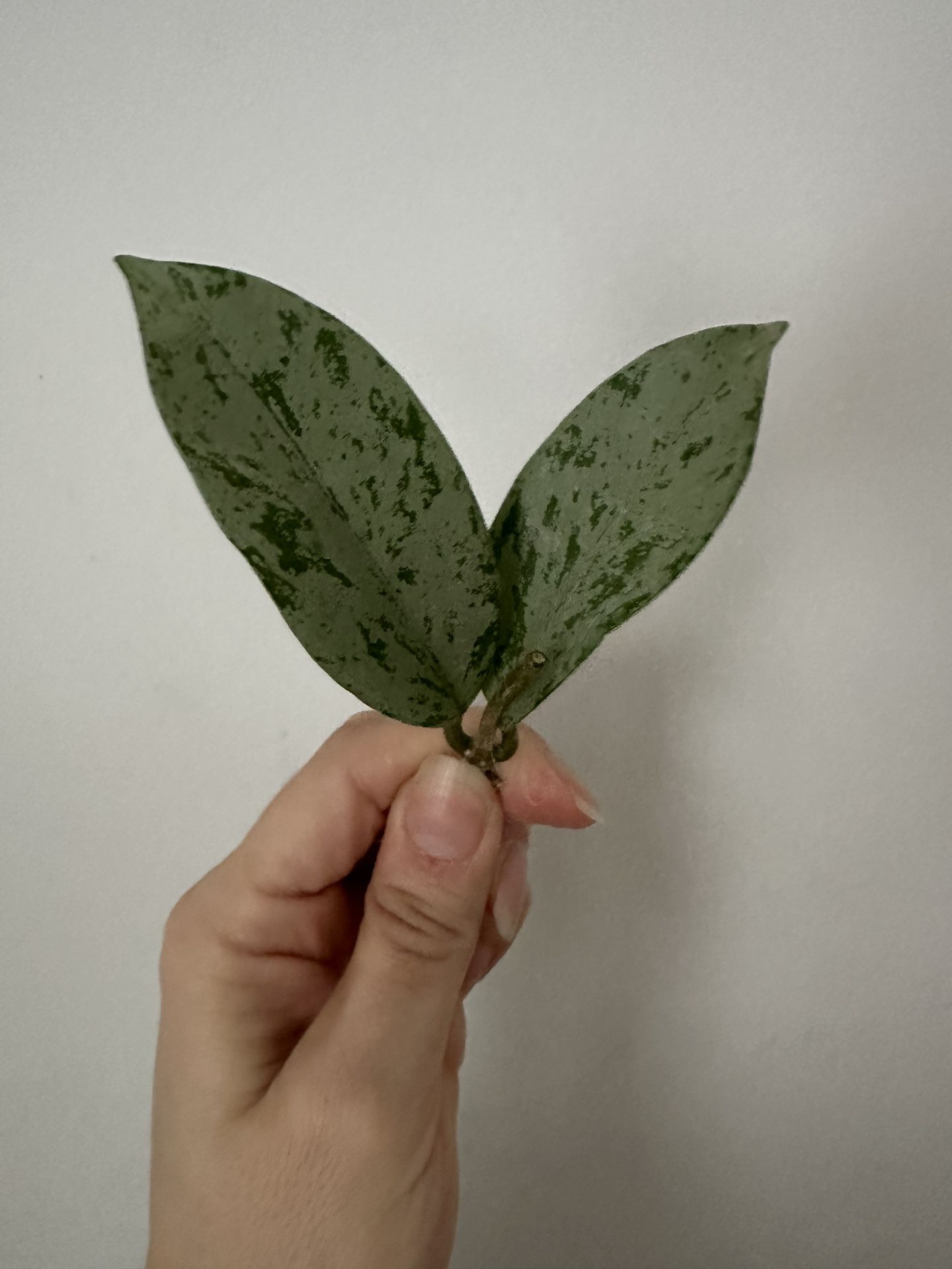 Hoya Pubicalyx Pink Silver Ghost