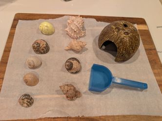 Hermit crab shells and shelter