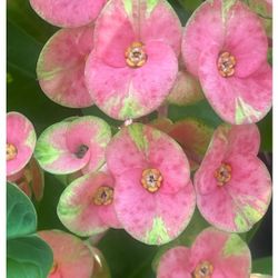Euphorbia Milli 