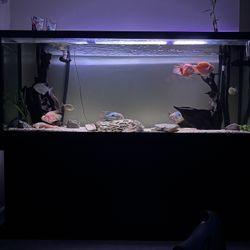 Fish Tank 150 Gallons