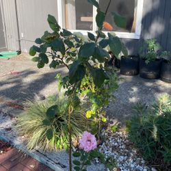 Pink Rose Plant