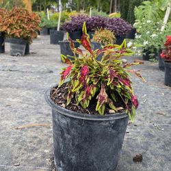 Coleus ‘Sapphire’ – Vibrant Red & Lime Foliage – 1 Gallon