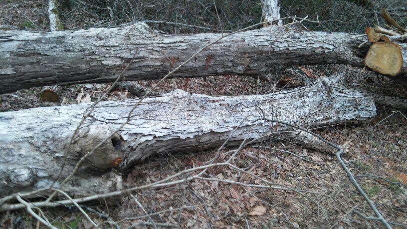 I cut trees