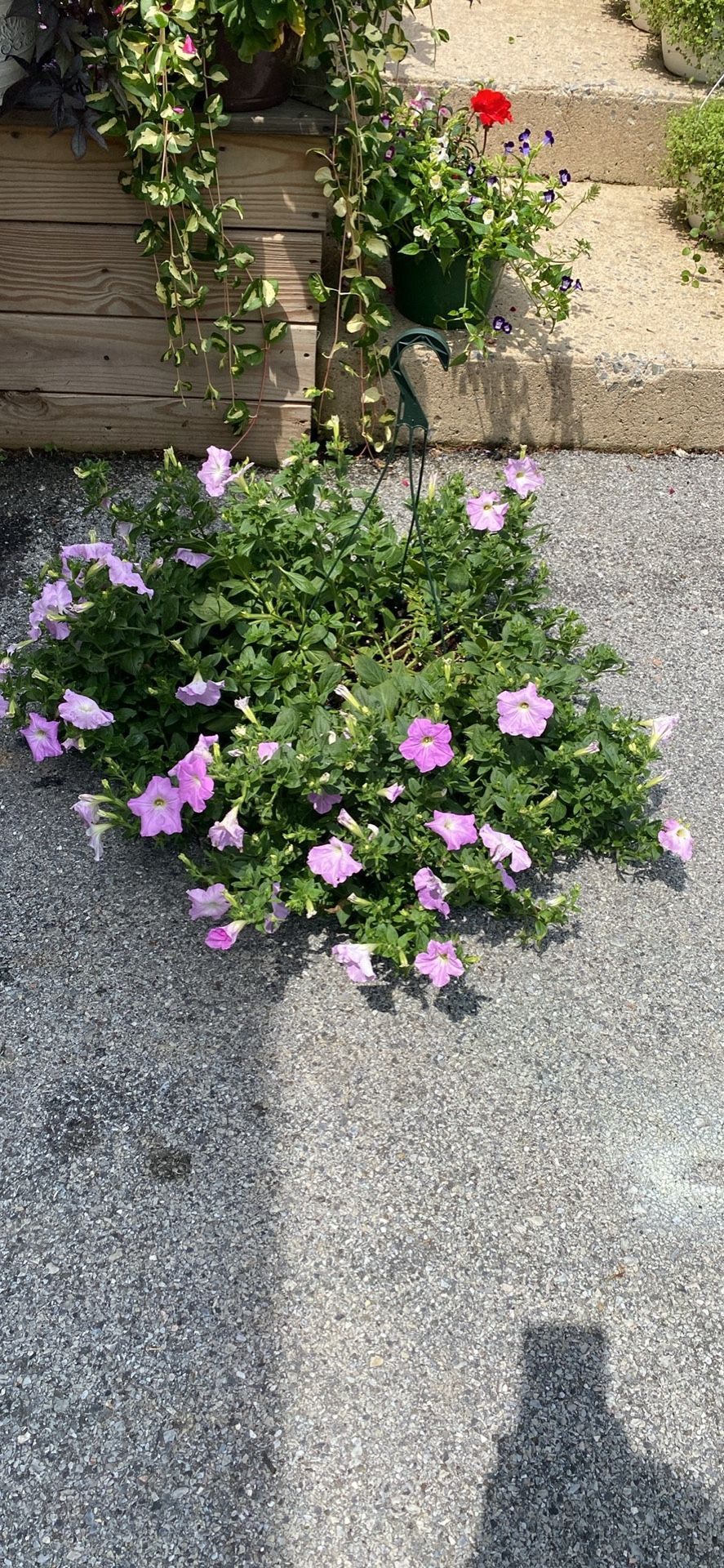 XL wave petunia hanging basket