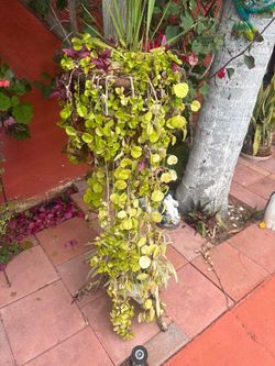 Plants