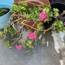 Flower Plant 