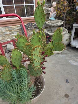 Large Size Cactus Plant