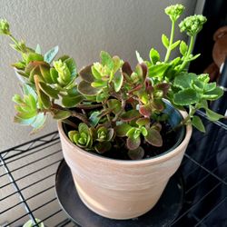 Two-Tone Kalanchoe – Full of Buds, Ready to Bloom  