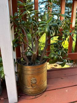 Various succulents