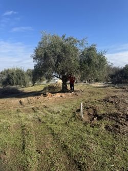 Árboles De Olivo