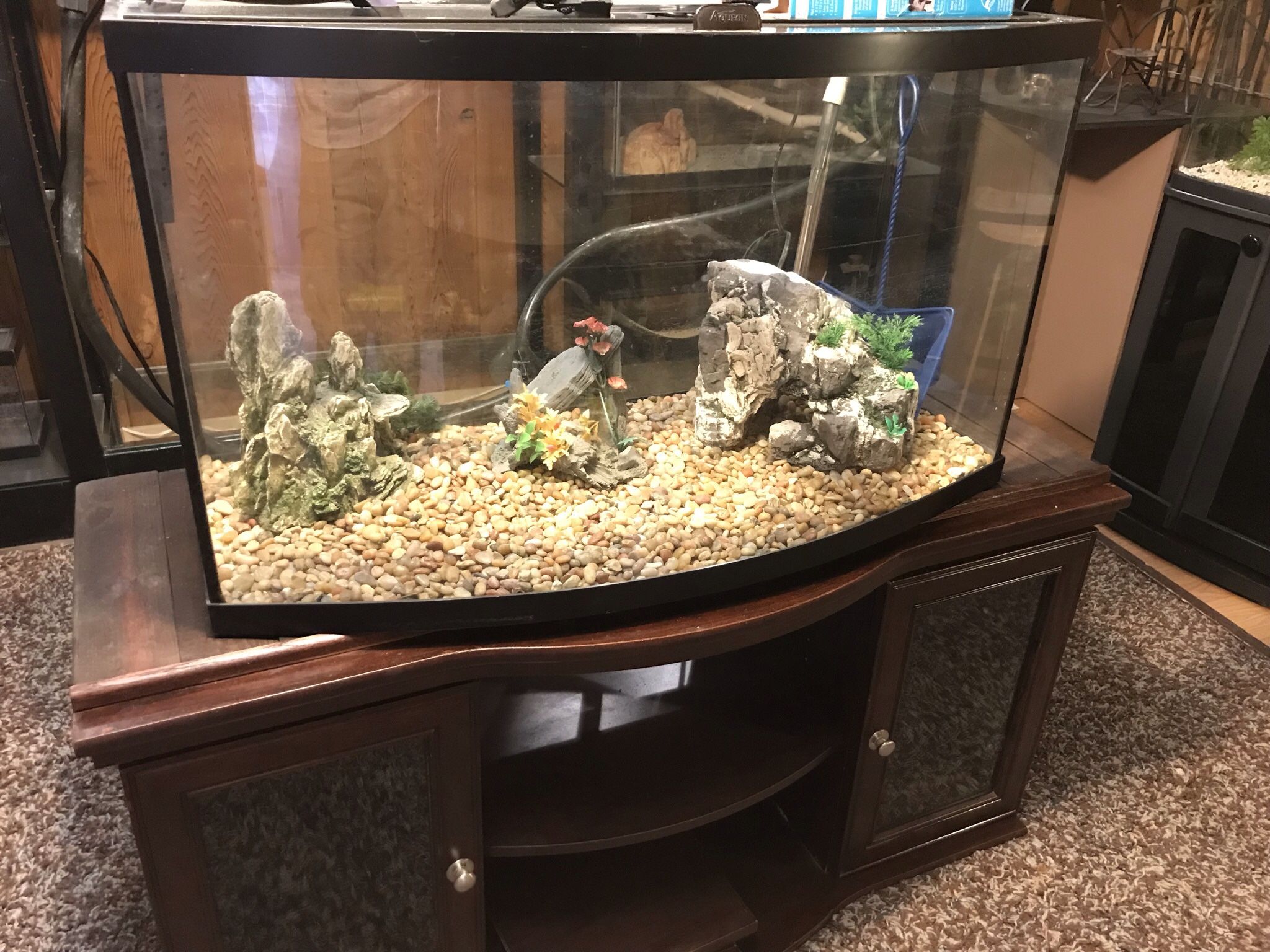 50 gallon Bow Front Aquarium With Stand